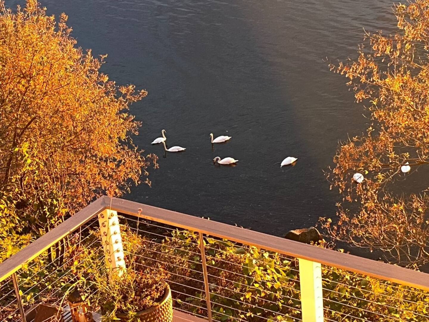 Swans on the Providence River at golden hour